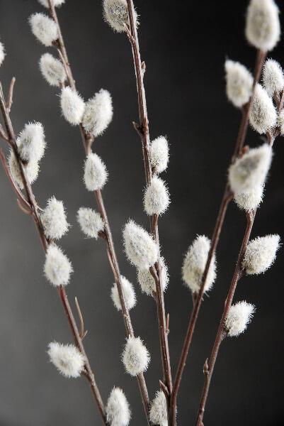 12 artificial pussy willow branches 31 in - thumbnail number 3