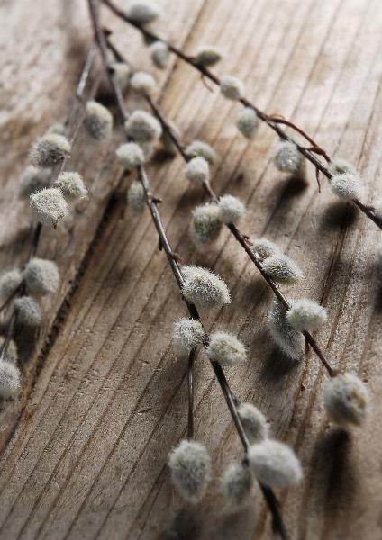 12 artificial pussy willow branches 31 in - thumbnail number 2