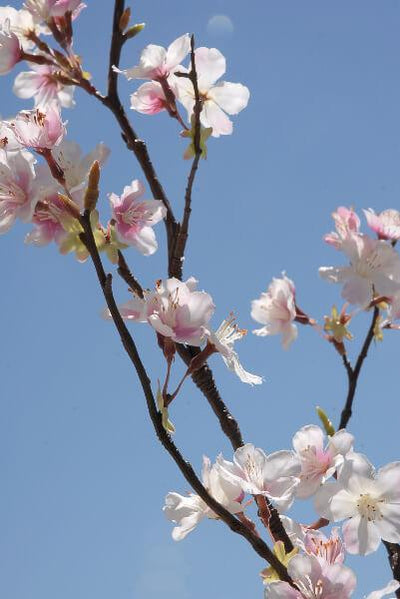 Silk Pink and Cream/White Cherry Blossom Branch 42"