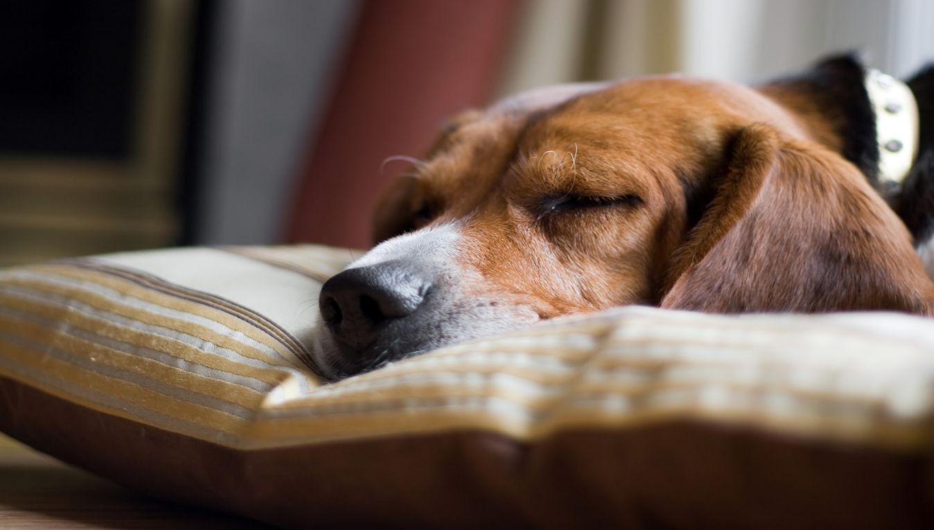 puppy sleeping on pillow
