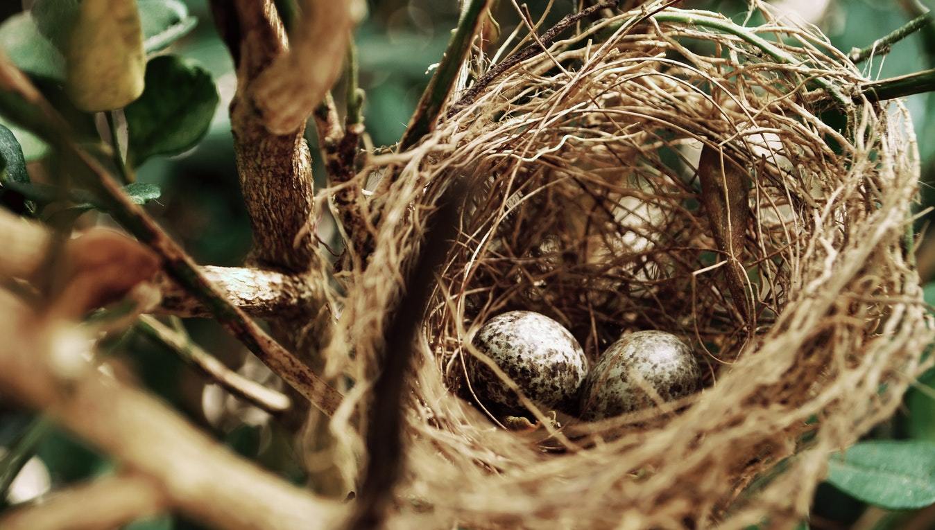 Bride's Guide: Green Ways to Invest Your Nest Egg