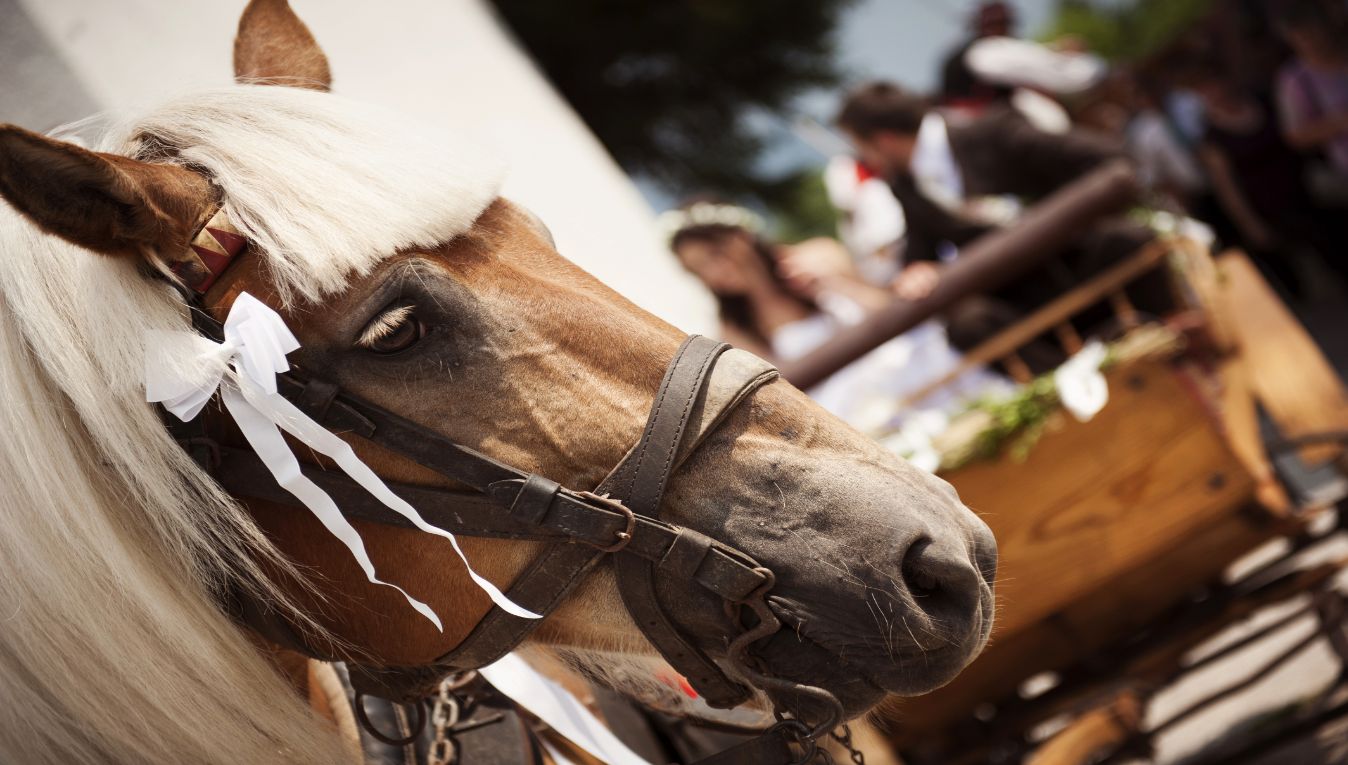 horse with white bow
