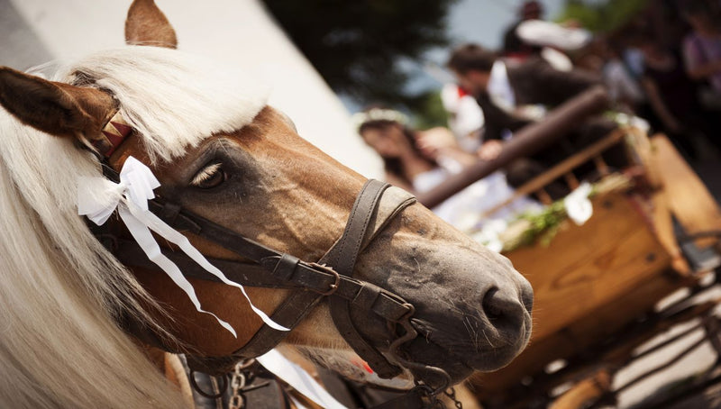 horse with white bow
