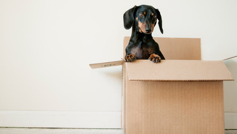 4 Points to Consider When Moving In With Your Partner