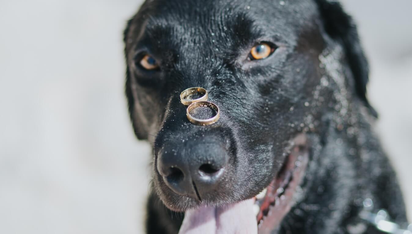 Woofs and Wedding Vows: How to Involve a Dog in Your Ceremony