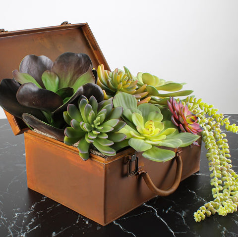Succulents and Terrariums