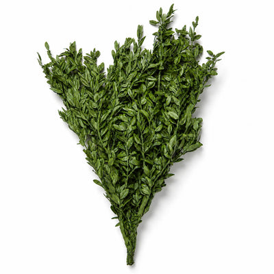 Preserved Boxwood Bundle in Natural Green 5oz.