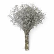 Silver Sparkle Preserved Baby's Breath 4oz Bundle - thumbnail number 1