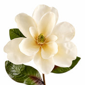 Close-up of a 34" Deluxe Silk Magnolia Spray with white petals and dark green leaves - thumbnail number 2