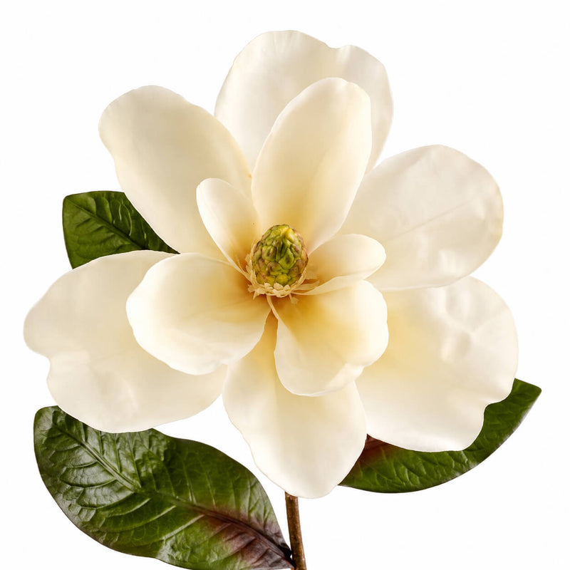 Close-up of a 34" Deluxe Silk Magnolia Spray with white petals and dark green leaves - thumbnail number 2
