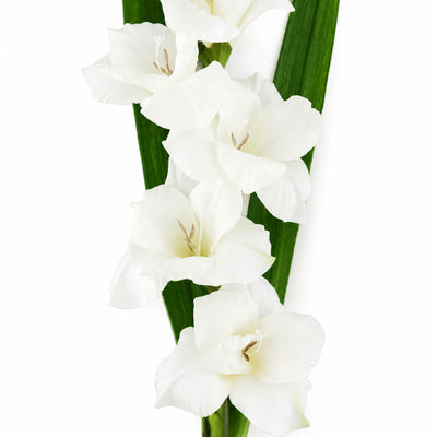 Close-up of white gladiolus flowers and green leaves against a white background - thumbnail number 2