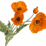 Orange poppy flower sprays showing a close-up of a single spray with three blooms. - thumbnail number 2