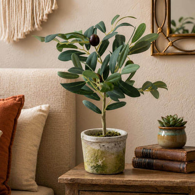 Mini Olive Tree 12in - thumbnail number 8