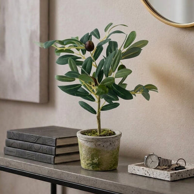 Mini Olive Tree 12in - thumbnail number 9