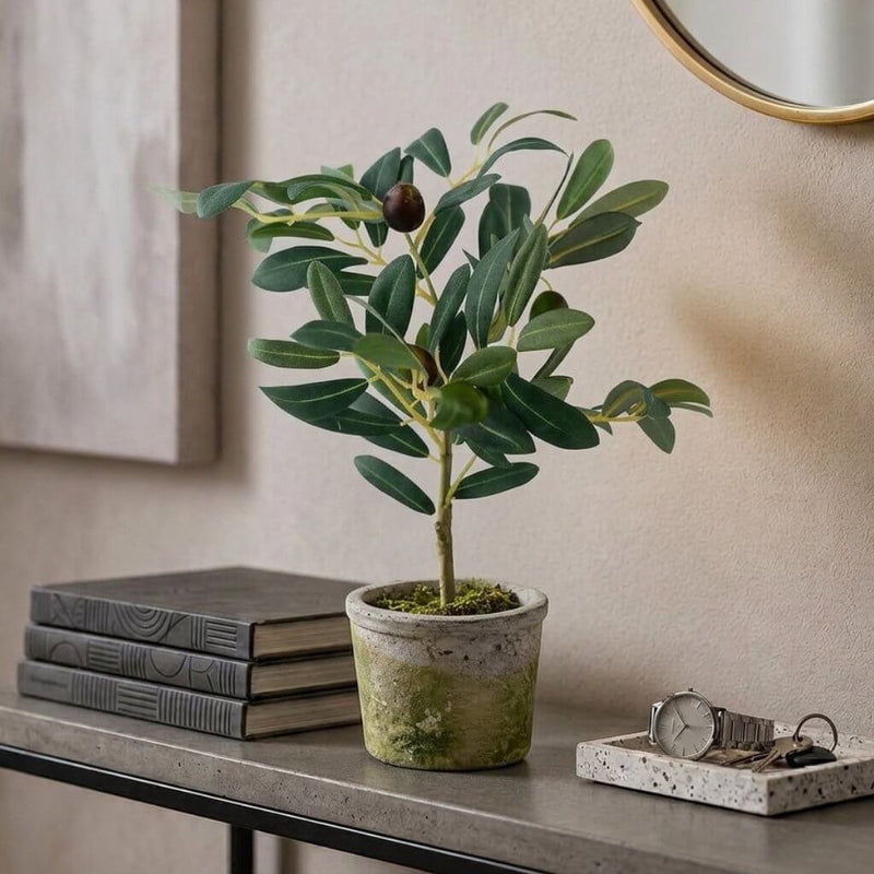 Mini Olive Tree 12in - thumbnail number 9