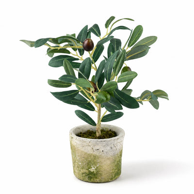 Mini Olive Tree 12in