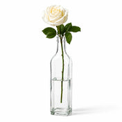A single white rose in a Glass Square Bottle vase isolated on a white background - thumbnail number 2