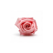 Single pink preserved rose head on a white background - thumbnail number 1