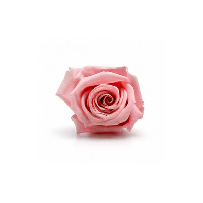 Preserved Roses Pink 1in (Pack of 15)