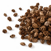 Pile of tiny hemlock pine cones on a white background - thumbnail number 1
