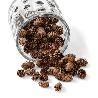Tiny Hemlock Pine Cones 3qrts (1000 cones)