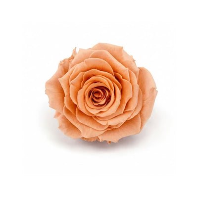 Preserved Roses Peach 2.5" (Pack of 6)