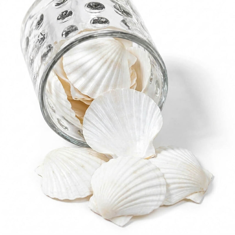 Natural Scallop Shells Pearl White Pack of 50 - thumbnail number 1