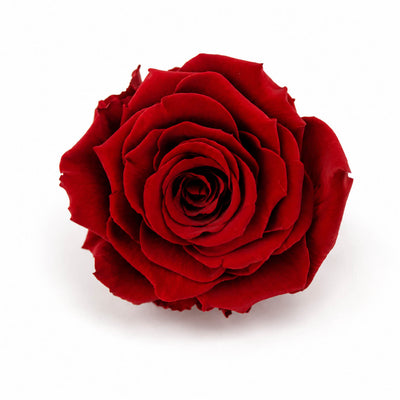 Preserved Rose 4" Burgundy Red (1)