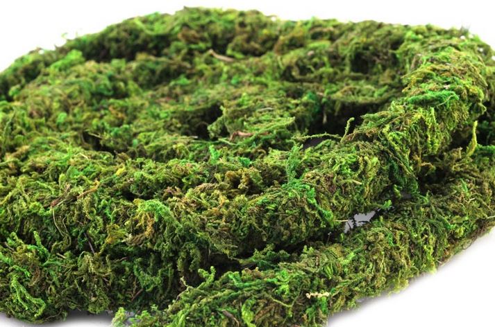 Natural Moss Vine Preserved 12ft