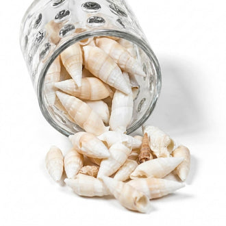 Richland Conch Shell Vase Filler Set of 12