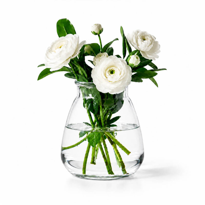 White ranunculus flowers in a Glass Vase Large on a white background - thumbnail number 4