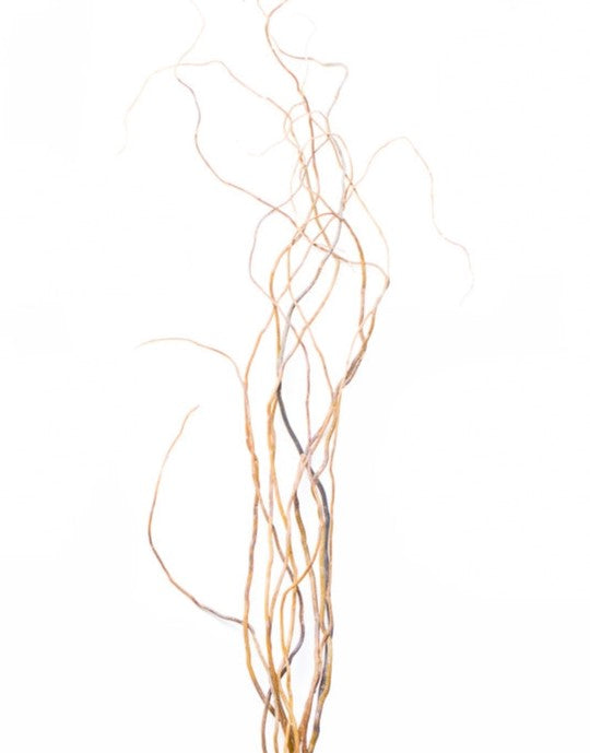 Curly Willow Tree Branch Bundle, 3-4 Feet - Quick Candles