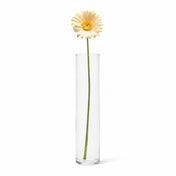 A single pale yellow 24" gerbera daisy in a tall glass cylinder vase on a white surface - thumbnail number 2