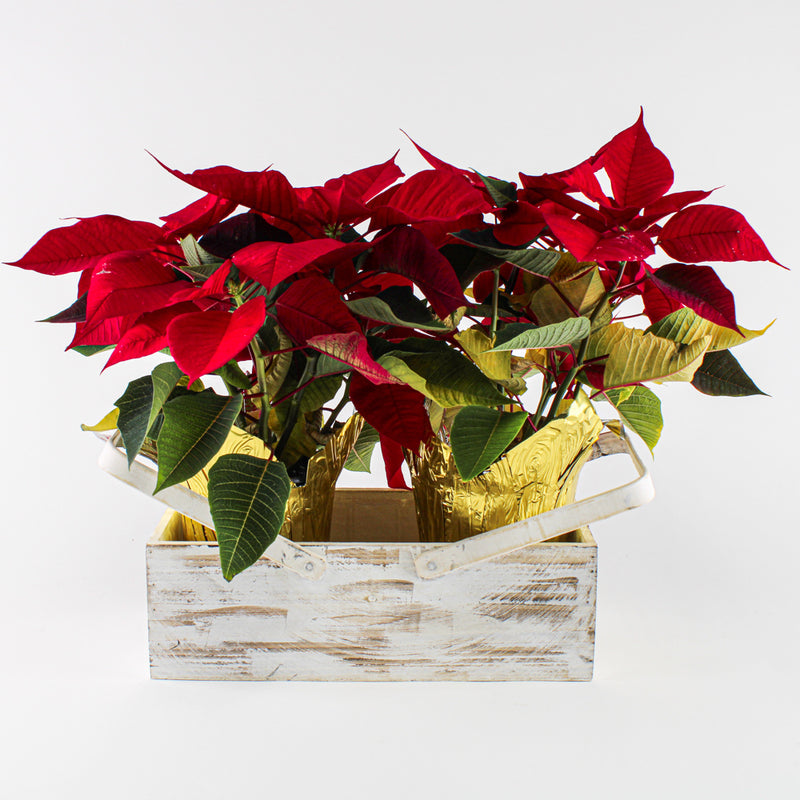 Wood Planter Box Basket with Handles 6x12in - thumbnail number 2