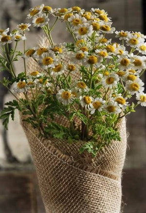 12 Rustic Burlap Pot Gift Wrap - 20 x 20
