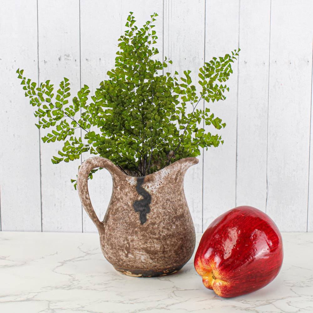 preserved ferns 10in 5 6 stems lutti adianthum