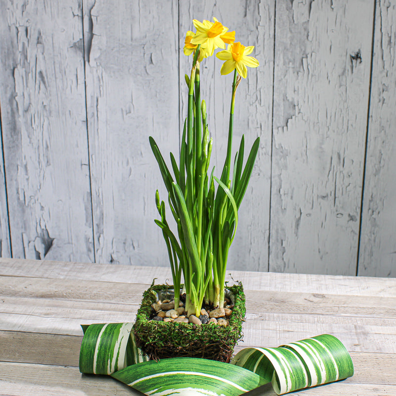 moss and wicker square pot 5in - thumbnail number 2