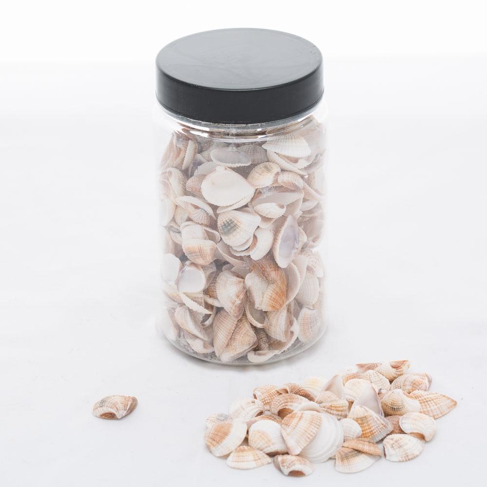 richland seashell vase filler set of 24