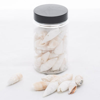 Richland Conch Shell Vase Filler Set of 12