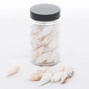 richland conch vase filler set of 24 - thumbnail number 1