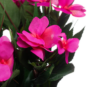 Fuchsia Impatiens Flowers