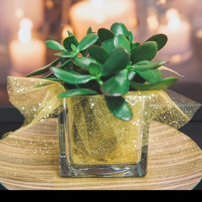 Richland Square Glass Cube Vase 4"  - thumbnail number 3