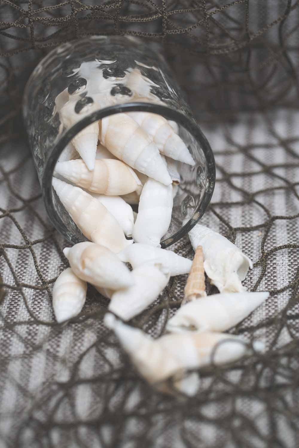 Richland Conch Vase Filler Set of 12