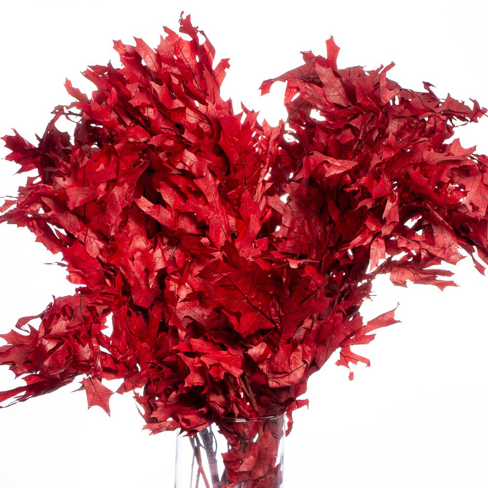 Preserved Red Oak Branches