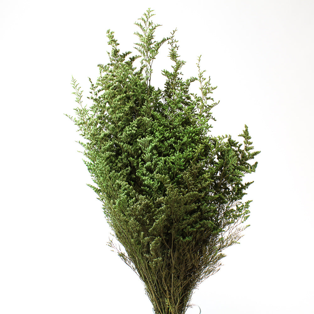 Preserved Moss Vine 6ft - Quick Candles