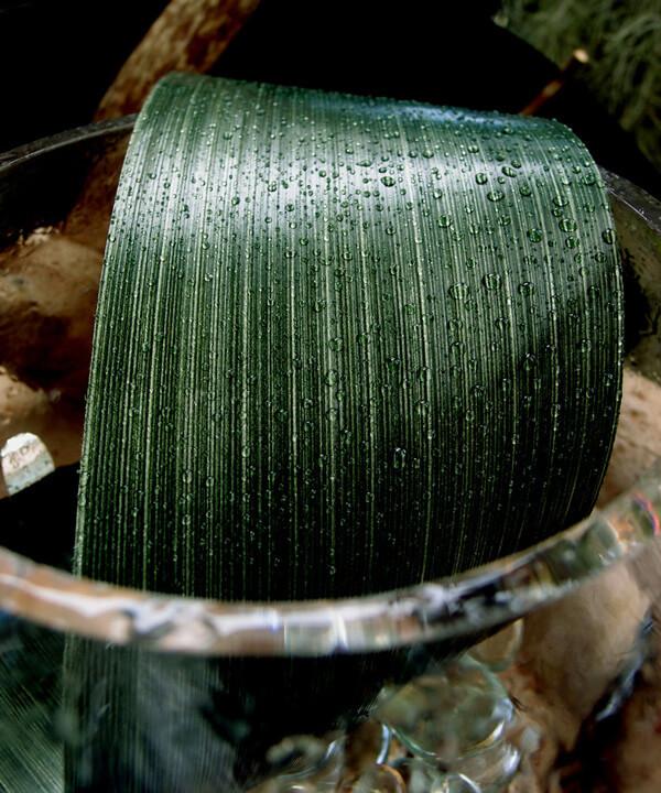 Variegated Aspidistra Ti Leaf Floral Ribbon 4in x 50 yards