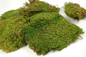 Mood Moss 480 cubic in