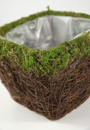 Moss and Wicker Square Pot 5in