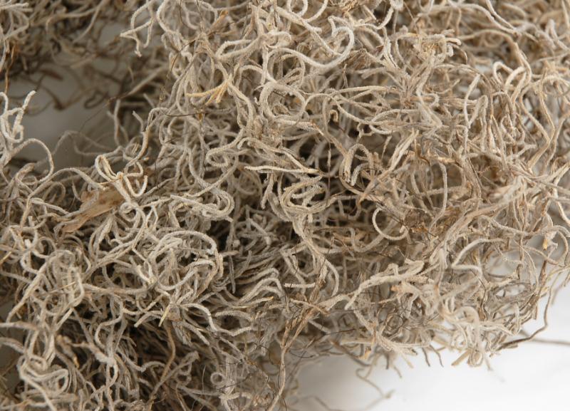 Spanish Moss Natural 125 cubic inches - thumbnail number 2