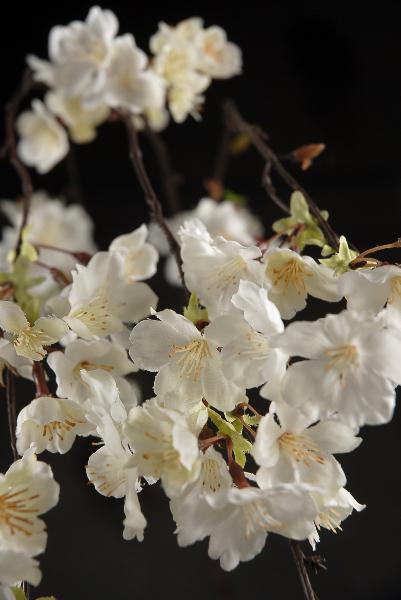 Hanging Cherry Blossom Branches White Silk Artificial 58"